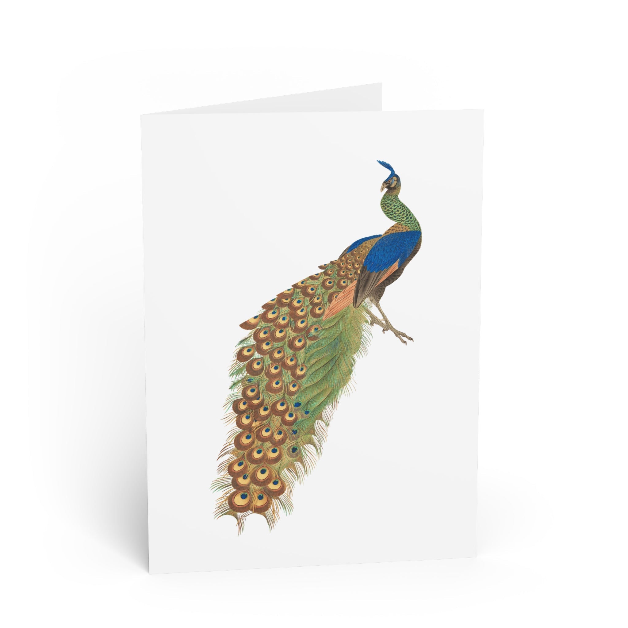 Peacock Greeting Card - Manga Hanga - 89555765234016950134