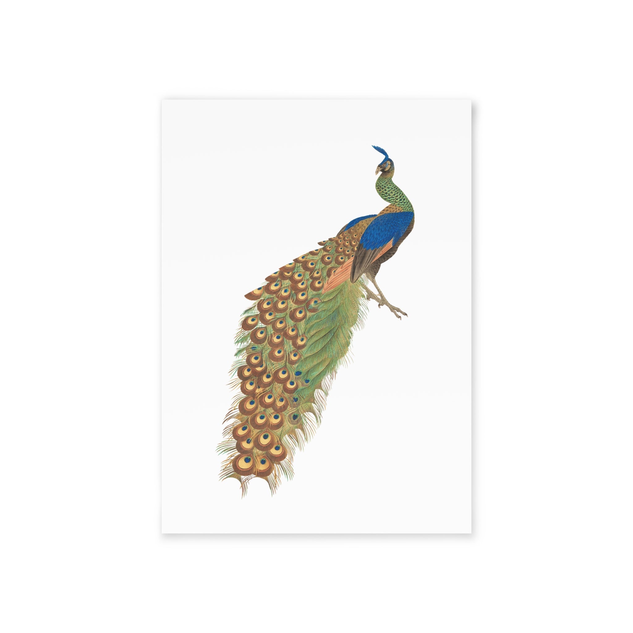 Peacock Postcard - Manga Hanga - 13835485939758126949
