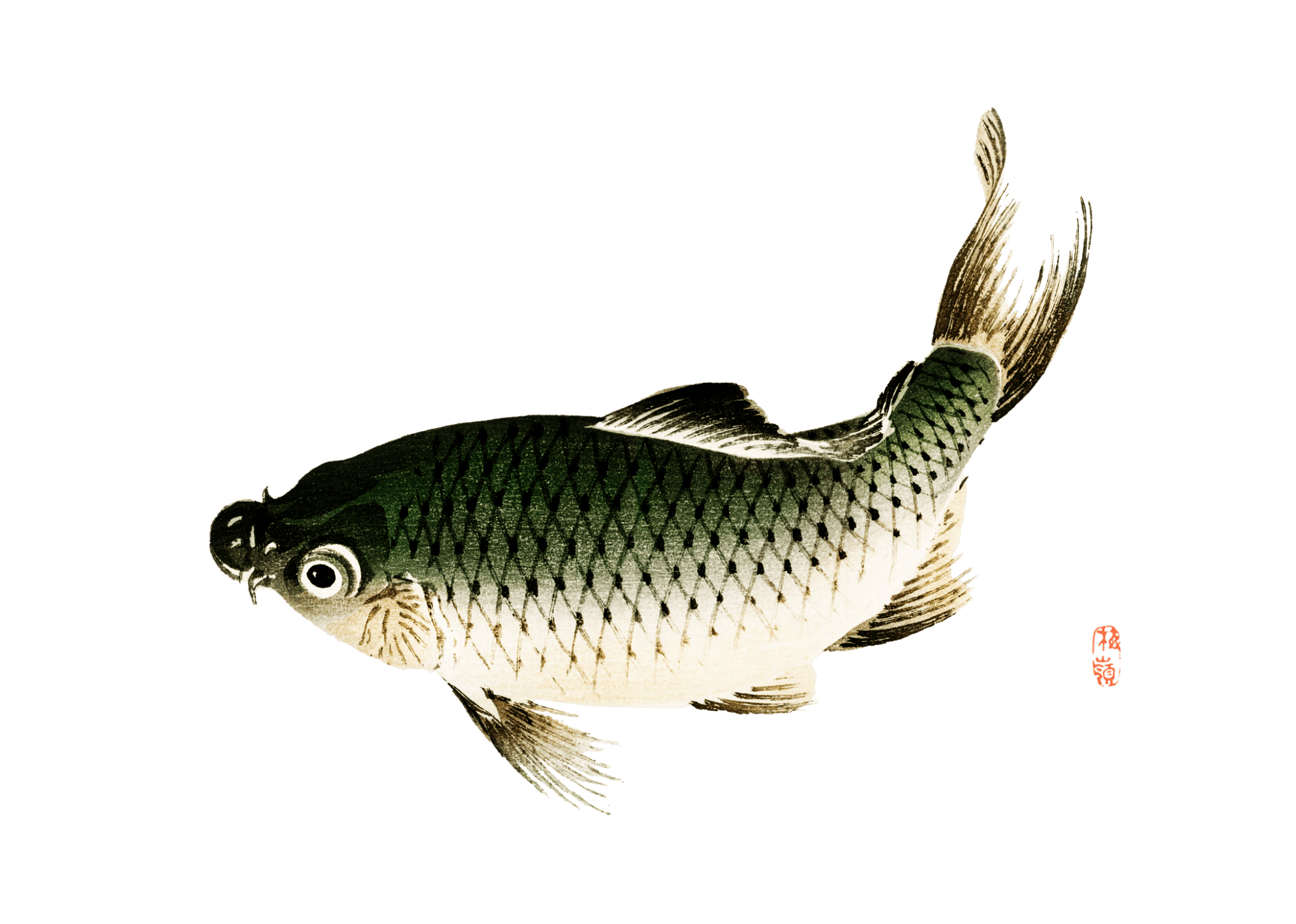 Manga Hanga - T-Shirt - Carp Fish T-Shirt - 82682556993146168018