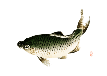 Manga Hanga - T-Shirt - Carp Fish T-Shirt - 82682556993146168018