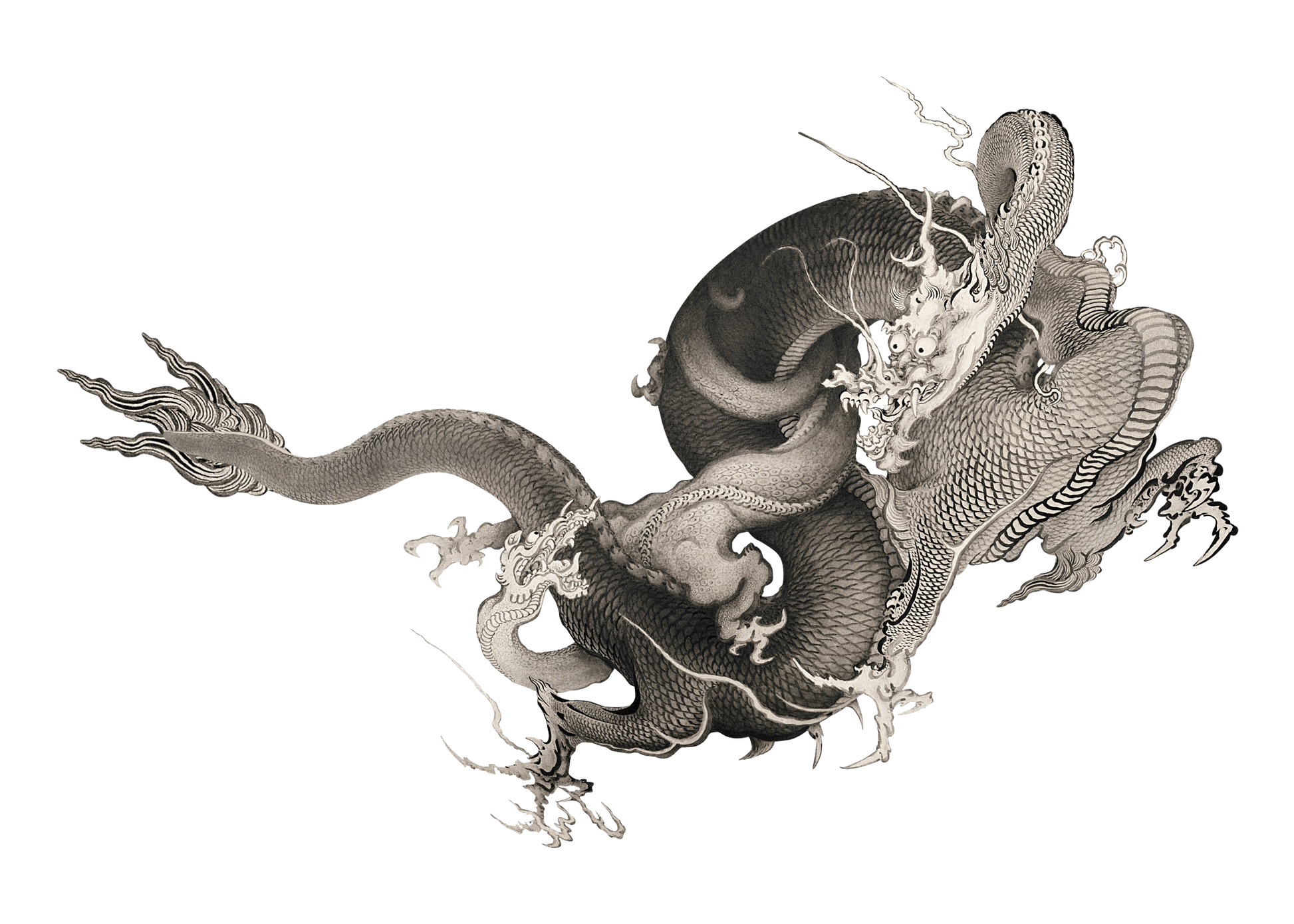 Manga Hanga - T-Shirt - Dragon - 10789481042836203547