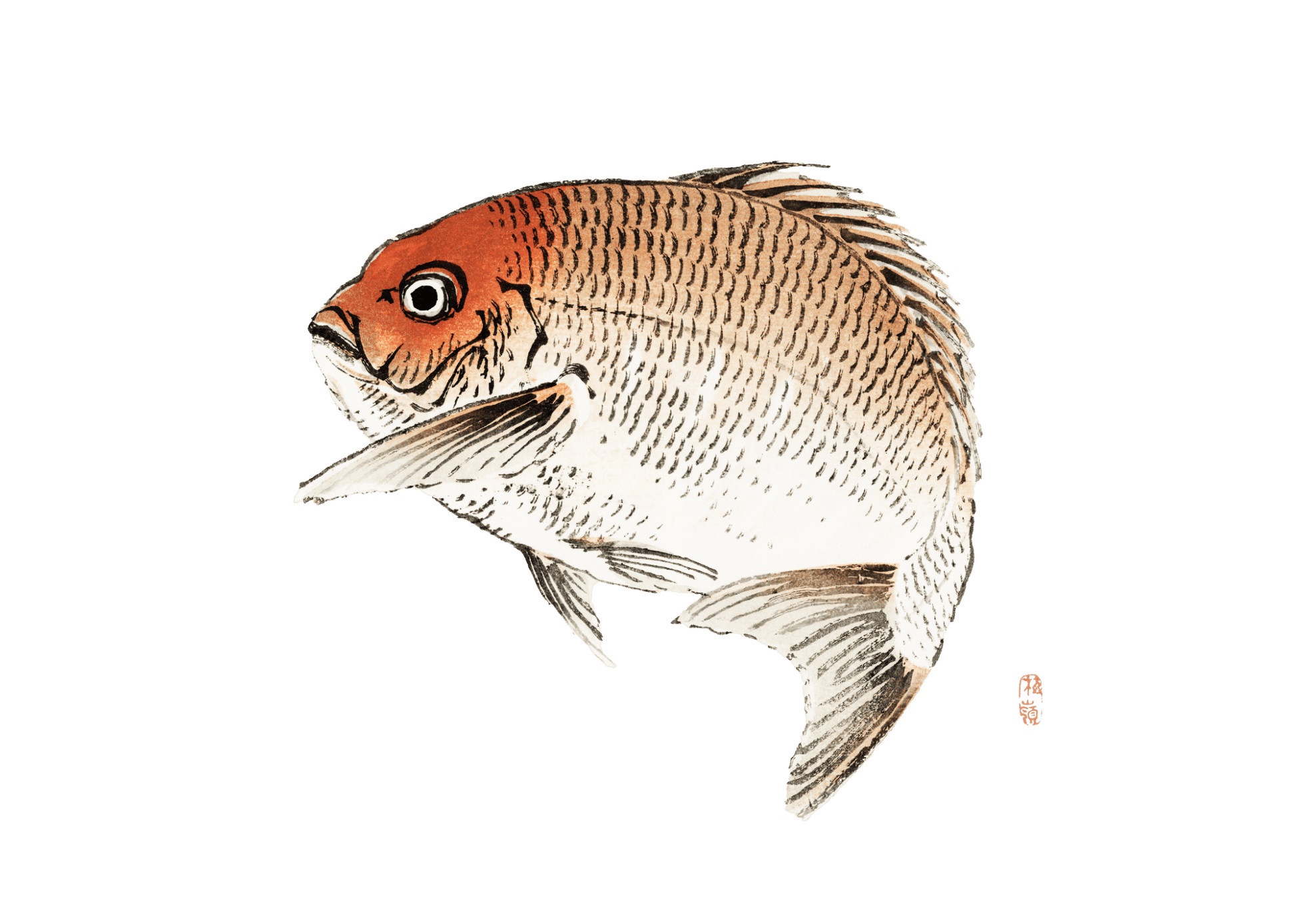 Manga Hanga - T-Shirt - Sea Bream T-Shirt - 22850530166521041241